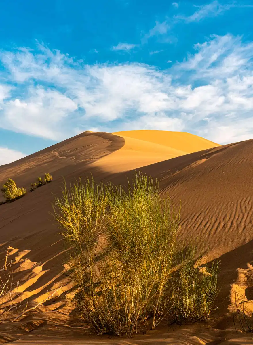Golden sand dune with green desert shrubs in the foreground under a blue sky